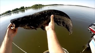 Les leurres pour pêcher le carnassier partie 2 : Les petits Shads