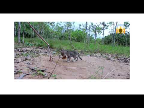 Wild Cat Trap 😱😱