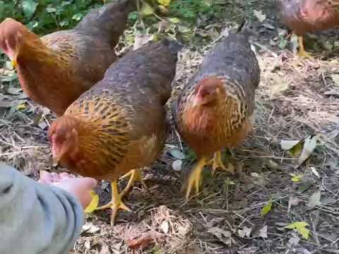 ARBEIT IM FREIEN - LOK - Leben ohne Krankenhaus