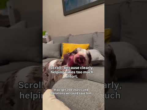 This is arrow today🐶 Don't Scroll without liking,comment or share to show love to arrow❤❤❤