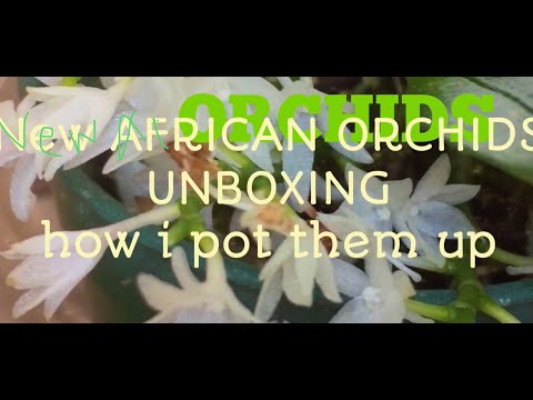 download lagu mp3 mp4 Orchid Growers South Africa, download lagu Orchid Growers South Africa gratis, unduh video klip Orchid Growers South Africa