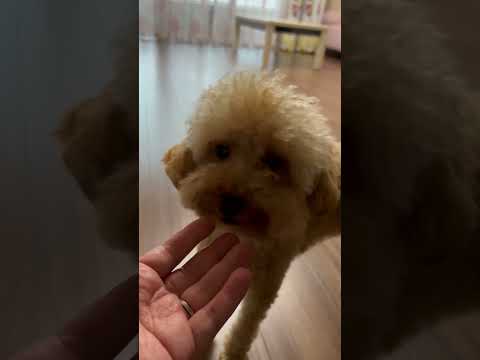 経営学科 指をぺろぺろするトイプードル14ヶ月 #toypoodle #トイプードル