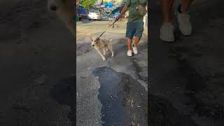 Video preview image #1 Australian Shepherd-English Setter Mix Puppy For Sale in Virginia Beach, VA, USA