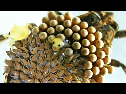 Most Extreme Trypophobia Triggers - Mango Worms, Jiggers, Water Bugs