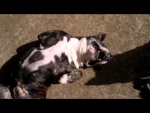 Two Staffies-Chesta And Busta Playing.mp4