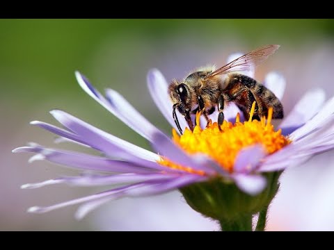Bringing Bees, Butterflies & Birds to the Garden | Mitre 10 Easy As Garden