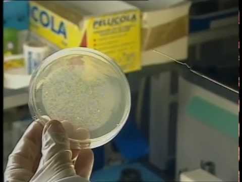 In qualsiasi farmacia per comprare il martello di Thor a Mosca Se si versa ragazze patogeno