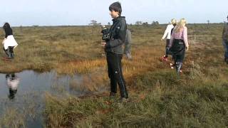 preview picture of video 'Bog shoeing in Leidissoo in Estonia'