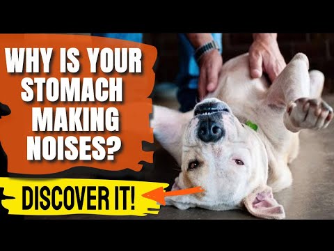 YouTube video about Why Your Dog's Tummy Rumbling May Need a Vet's Attention
