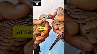 Download lagu 3Ciri Mutlak Perbedaan Perkutut jantan dan Betina#viralshort #perkutut #burung,Channa Channel mp3