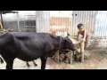 কলাতিয়া