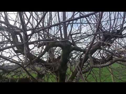 Oštra rezidba jabuke 2022, a jabuke su kalemljene na bujnu podlogu