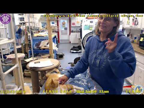 Adoption Of Zayvan. 05/27/21..   Friends of Felines Rescue Center (FFRC)