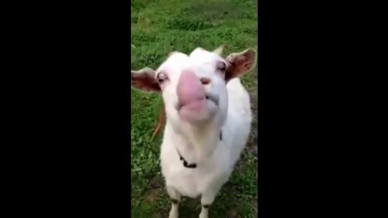 Drôle de chèvre se énerve par les corbeaux charognards