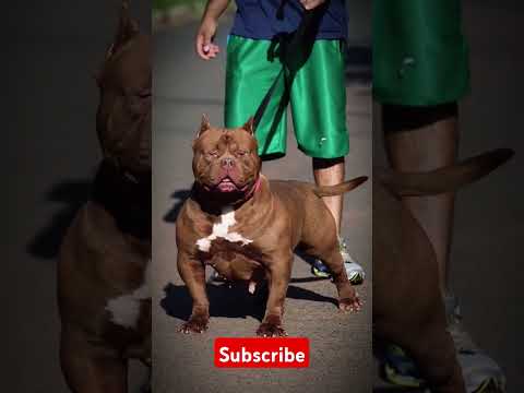 Female American bully golden colour 🥰 #pitbull #dogbreed #americanbully #pitbulldog #dog