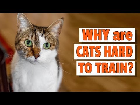 😺¿WHY are CATS HARD TO TRAIN? 6 Reasons