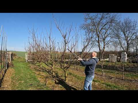 15.03.2024 Jarný rez marhule