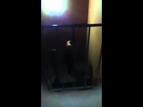 --Giobro funny prank on victor rentez/door fail
