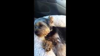 Yorkie Spay Part 1