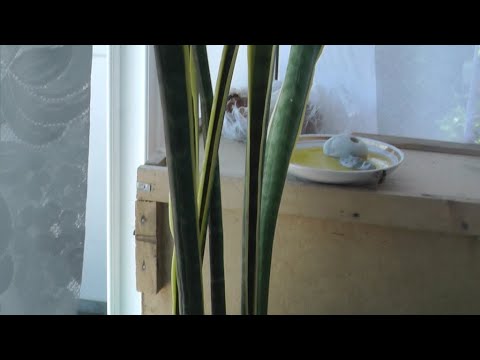 Пасека на балконе. Опыт начинающего пчеловода!