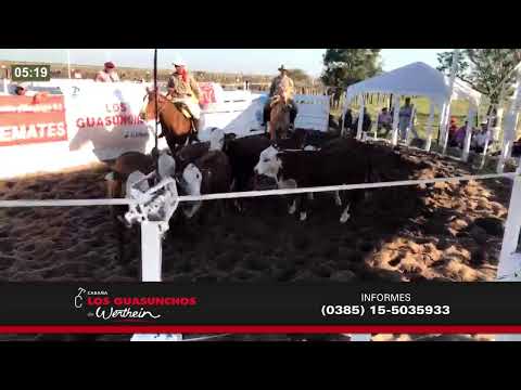 Del Sector en Vivo - Los Guasunchos de Werthein 2019 - Sta. FE