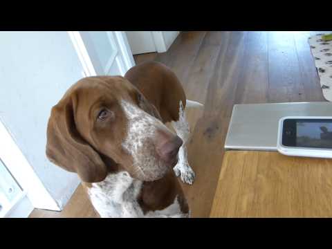 Luigi listens to lion and...