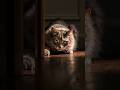 Attack Cat Mouse