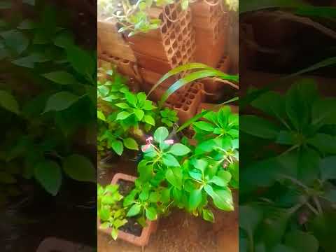 Cambuci Rio De Janeiro Brasil Postando Vídeos