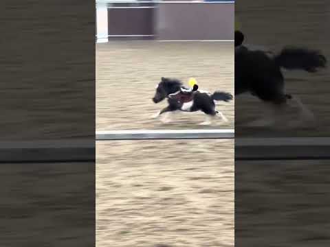 Small horse playing so happy ..#horse #horses #horsepower #horsesofinstagram #horseriding #horselove