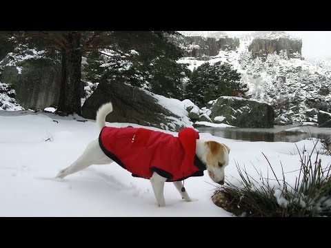 Pipper en Soria - ¡Viaja con tu perro!