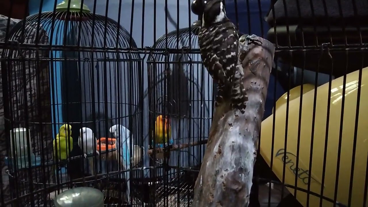 relaxing Bird sounds @KEBUMENNKICAU99 