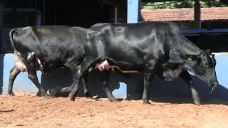 Vídeo 196 - 1ª ETAPA MEGA LIQUIDAÇÃO TOTAL AGROPECUÁRIA MARAJOARA - DIA 4 | GADO GIROLANDO E HOLANDÊS