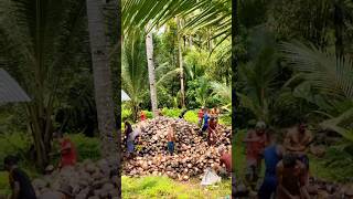 Download lagu Coconut plantations in North Maluku mp3