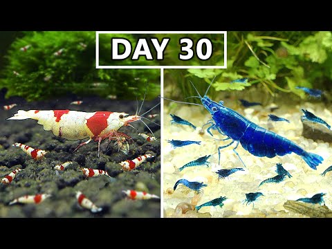 Breeding Shrimp in 100 Days! Caridina VS Neocaridina