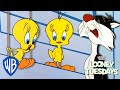 Looney Tuesdays Did Tweety Taw A Putty Tat Looney Tunes WB Kids