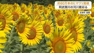 阿武隈川の河川敷に広がる６０万本のヒマワリが見頃に　電車との美しい風景や摘み取りも楽しめる〈宮城〉 (26/08/25 17:33)