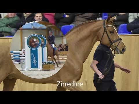 Zinedine mit Nachkommen Hengstschau 2019