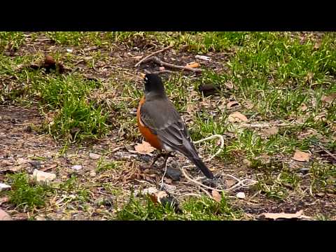 Taft Birding / Part III