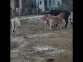 Cow Natural Mating Village Animals
