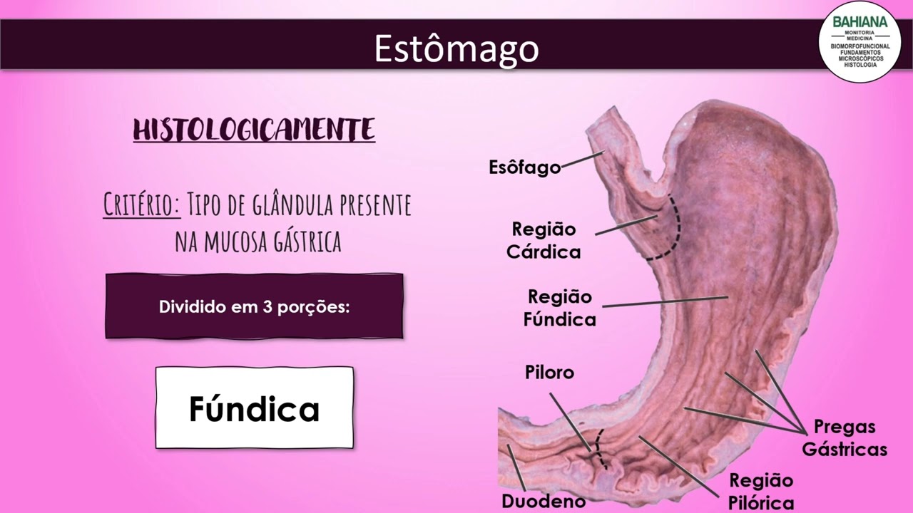 Histologia do esôfago e estômago