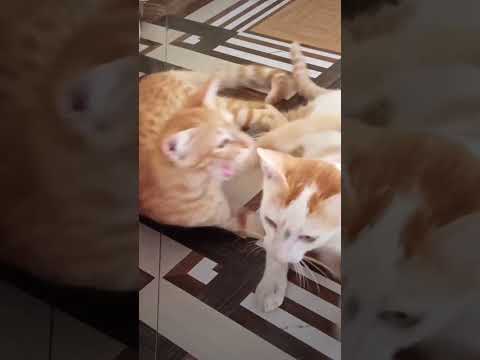 #funnycat #cat #comedy #funny #viralvideo