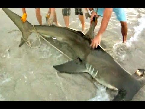 Monster Hammerhead Shark on the Beach