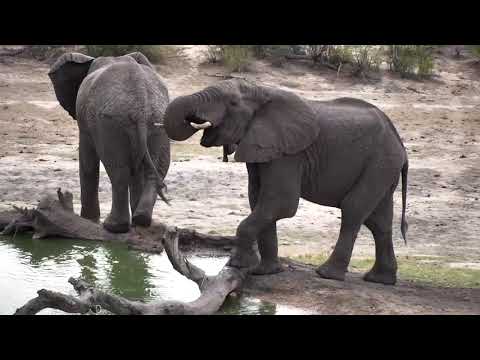 Djuma:  Two Elephants bulls - 15:57 - 11/21/18