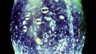 Francesco De Gregori - Rosa rosae