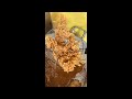 BONGKAR CARA BIKIN AYAM CRISPY RENYAH