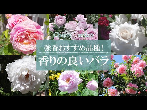 ローズ アルバ セミプレナ イングリッシュ フレグランス ローズの品種 ダマスク