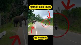 Download lagu Do not stop bike close to a wild elephant🫣they will attack 🐘#shorts #shortvideo #elephant #attack mp3 Download lagu Do not stop bike close to a wild elephant🫣they will attack 🐘#shorts #shortvideo #elephant #attack mp3
