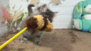 サイベリアンの動画01