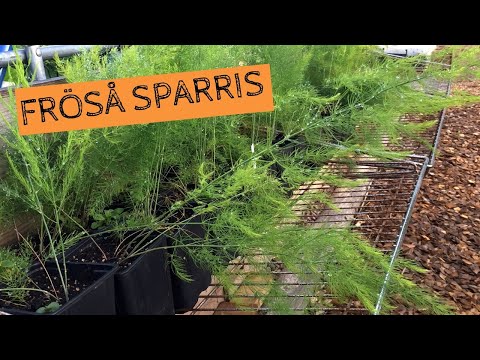 Så SPARRIS från frö - Mina erfarenheter av att odla sparris från frö