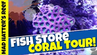Fish Store Coral Tour